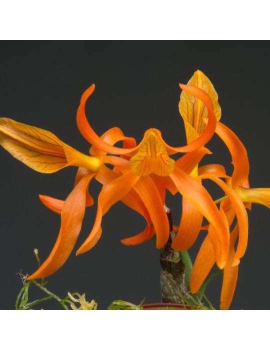 Dendrobium Etincelle