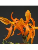 Dendrobium Etincelle