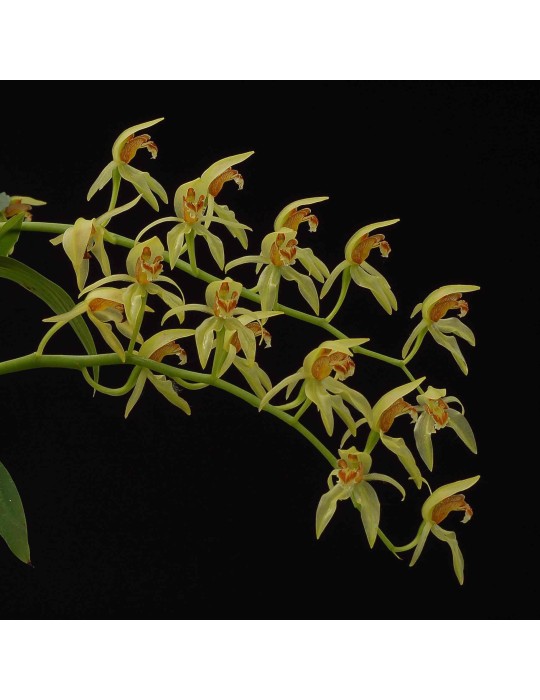 Coelogyne chloroptera