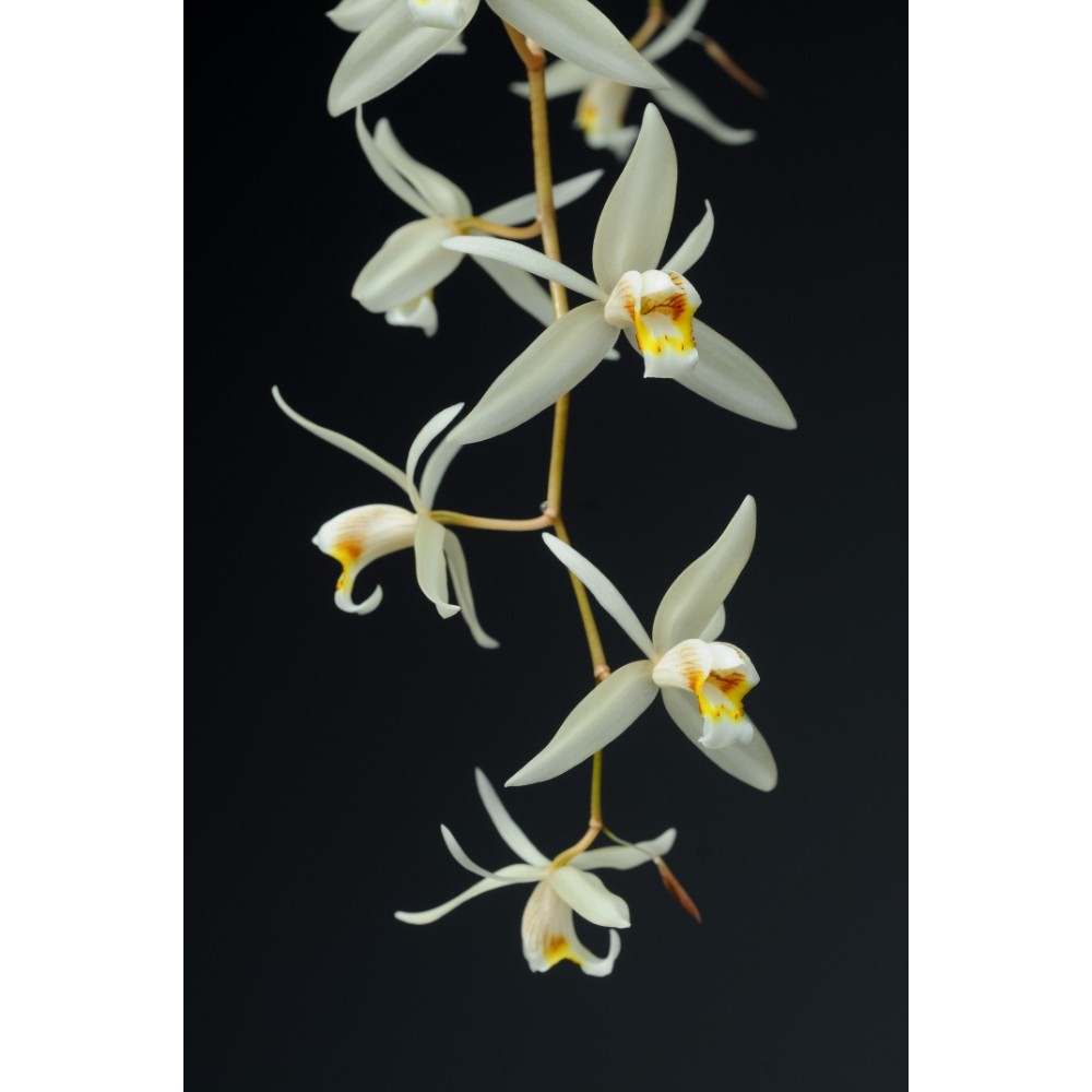 Coelogyne flaccida