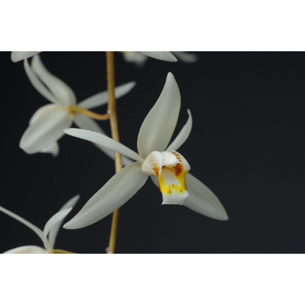 Coelogyne flaccida