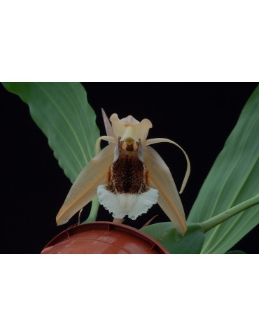 Coelogyne speciosa 2
