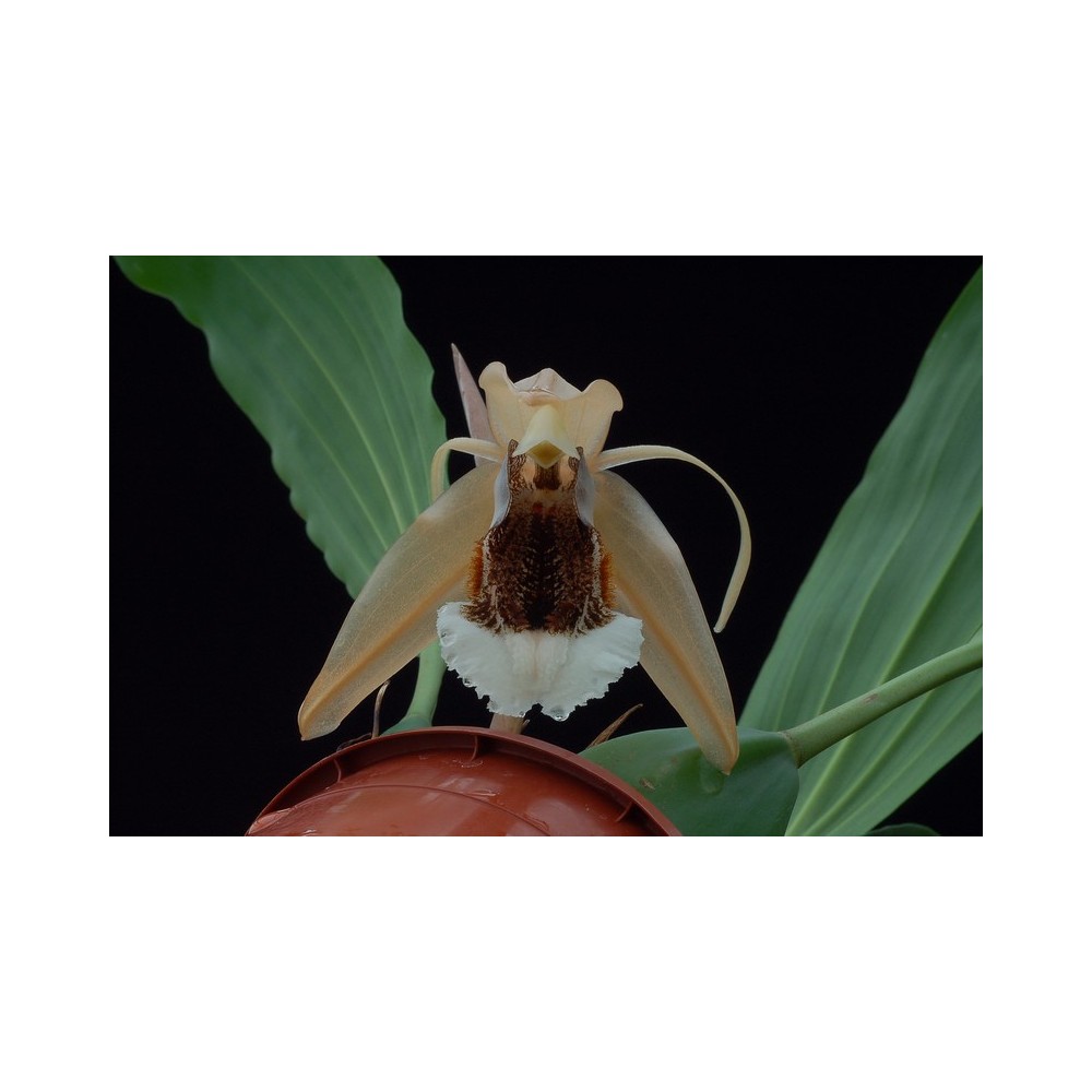 Coelogyne speciosa