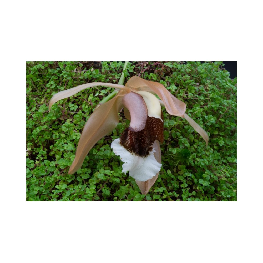 Coelogyne speciosa
