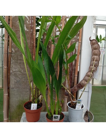 Lot de 3 Orchidées XXL