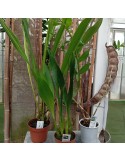 Lot de 3 Orchidées XXL