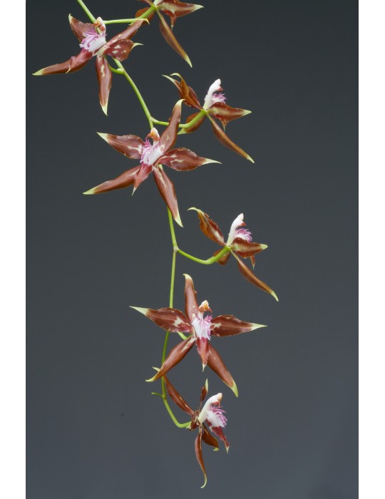 Odontoglossum cristatum orchidée rare, vente