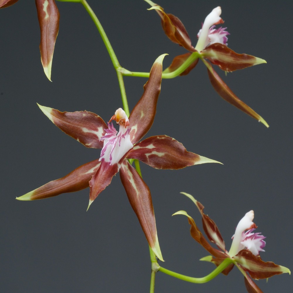 Odontoglossum cristatum orchidée rare, vente