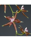 Odontoglossum cristatum orchidée rare, vente