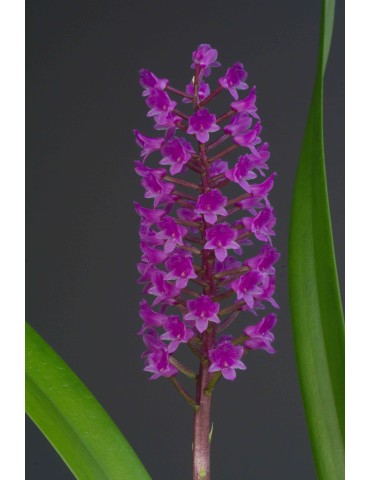 Arpophyllum alpinum 2