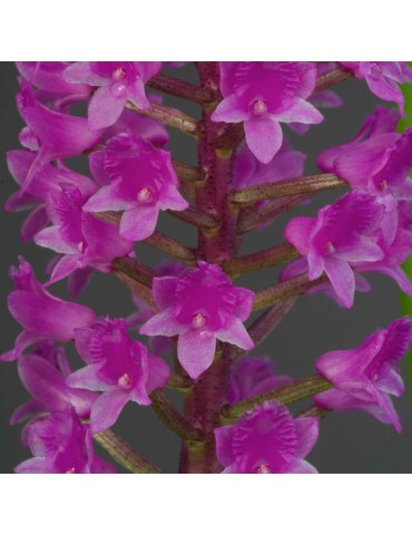 Arpophyllum alpinum