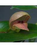Pleurothallis maduroi