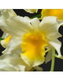 Dendrobium Thy-Griffin