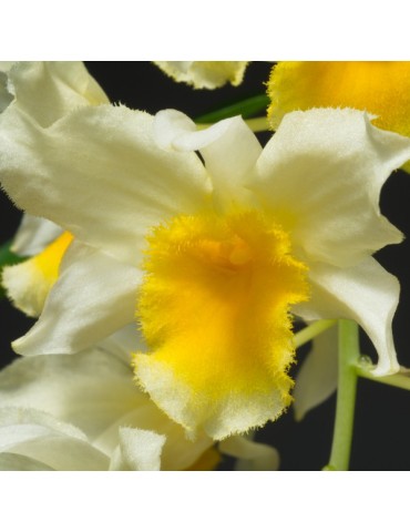 Dendrobium Thy-Griffin