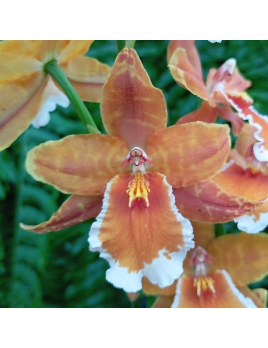 Orchidée Wilsonara Inferno, vente