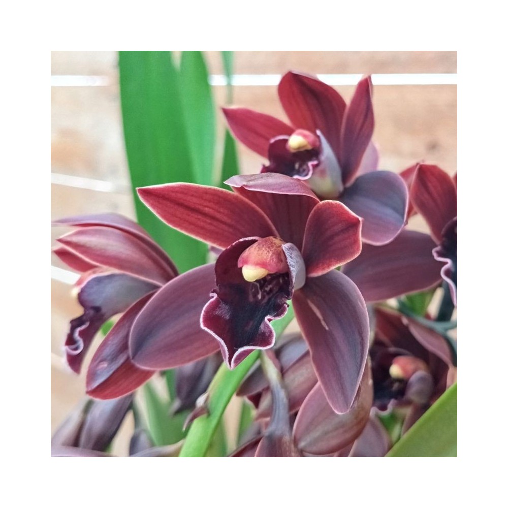 Cymbidium Cali night orchidée noire, vente
