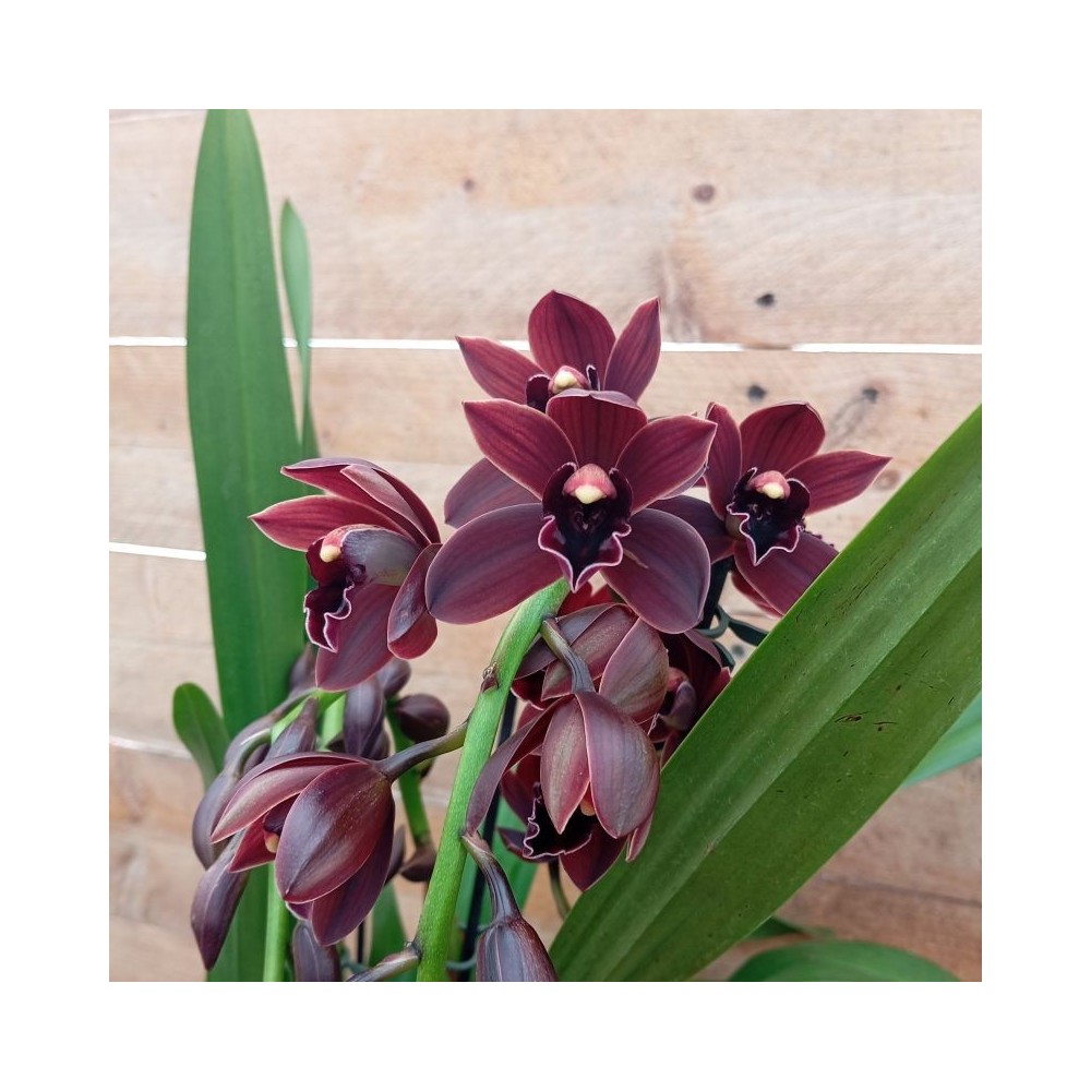 Cymbidium Cali night orchidée noire, vente