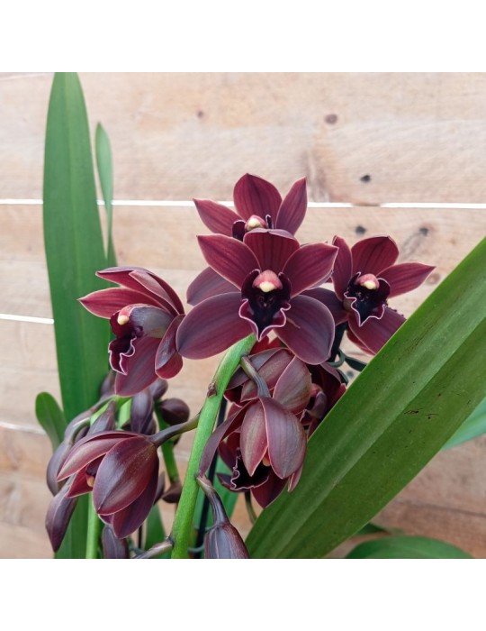 Cymbidium Cali night orchidée noire, vente