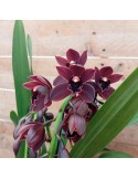Cymbidium Cali night orchidée noire, vente