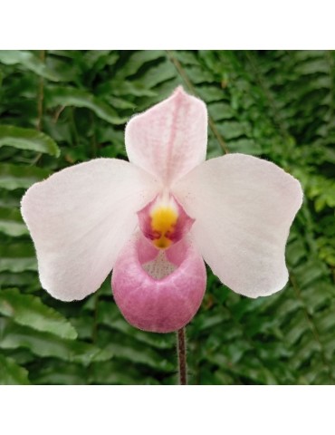 Paphiopedilum delenatii