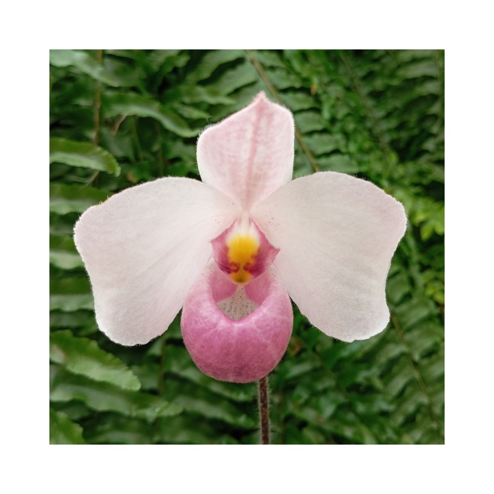 Paphiopedilum delenatii orchidée botanique Sabot de Vénus, vente