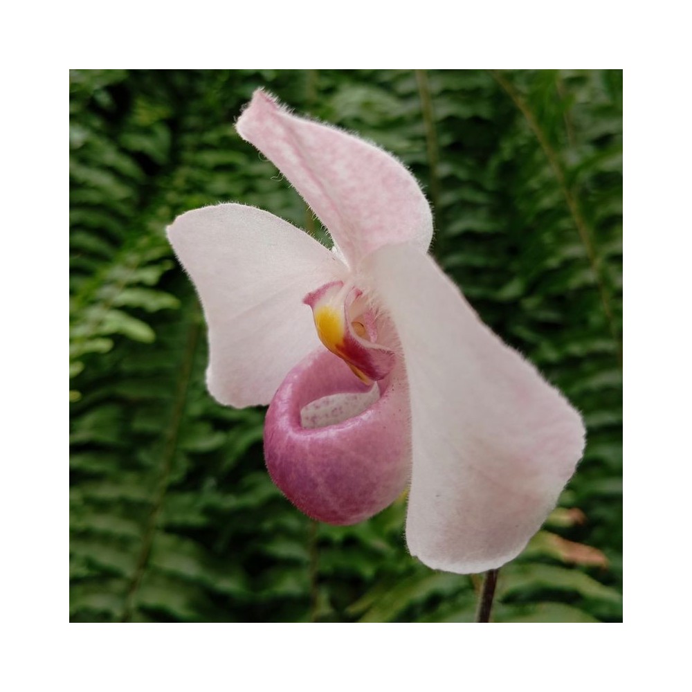 Paphiopedilum delenatii orchidée botanique Sabot de Vénus, vente