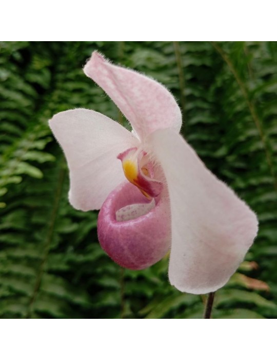 Paphiopedilum delenatii orchidée botanique Sabot de Vénus, vente