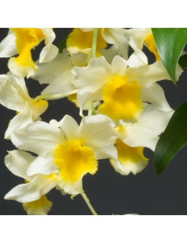 Dendrobium griffithianum x farmeri