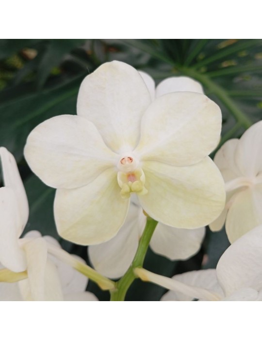 Orchidée Vanda, à placer en pleine lumière, floraison spectaculaire