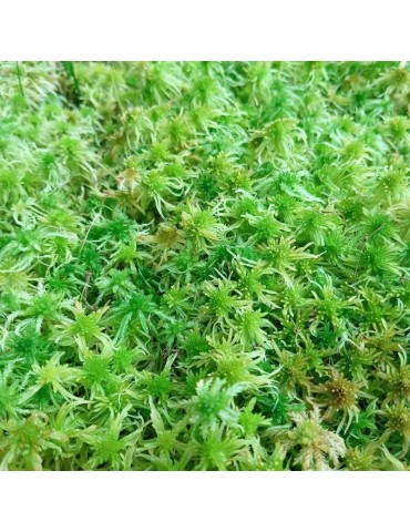 Sphaigne vivante - La Canopée