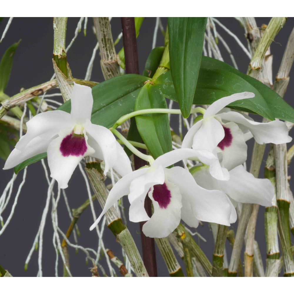Dendrobium Cassiope