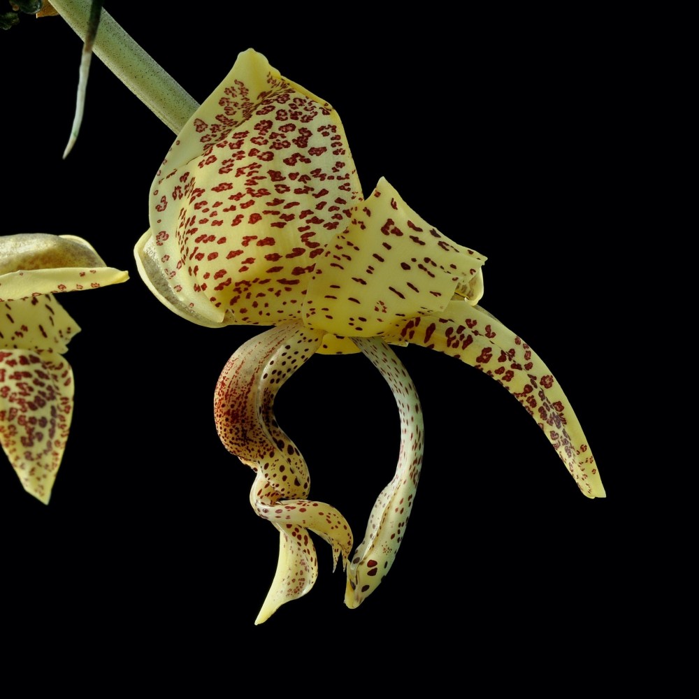 Stanhopea guttulata orchidée parfumée, rare, vente
