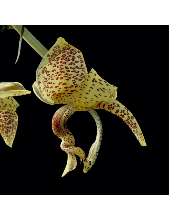Stanhopea guttulata orchidée parfumée, rare, vente