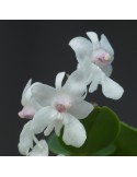 Dendrobium aberrans