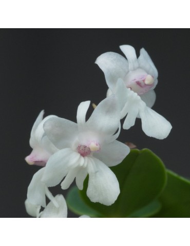 Dendrobium aberrans