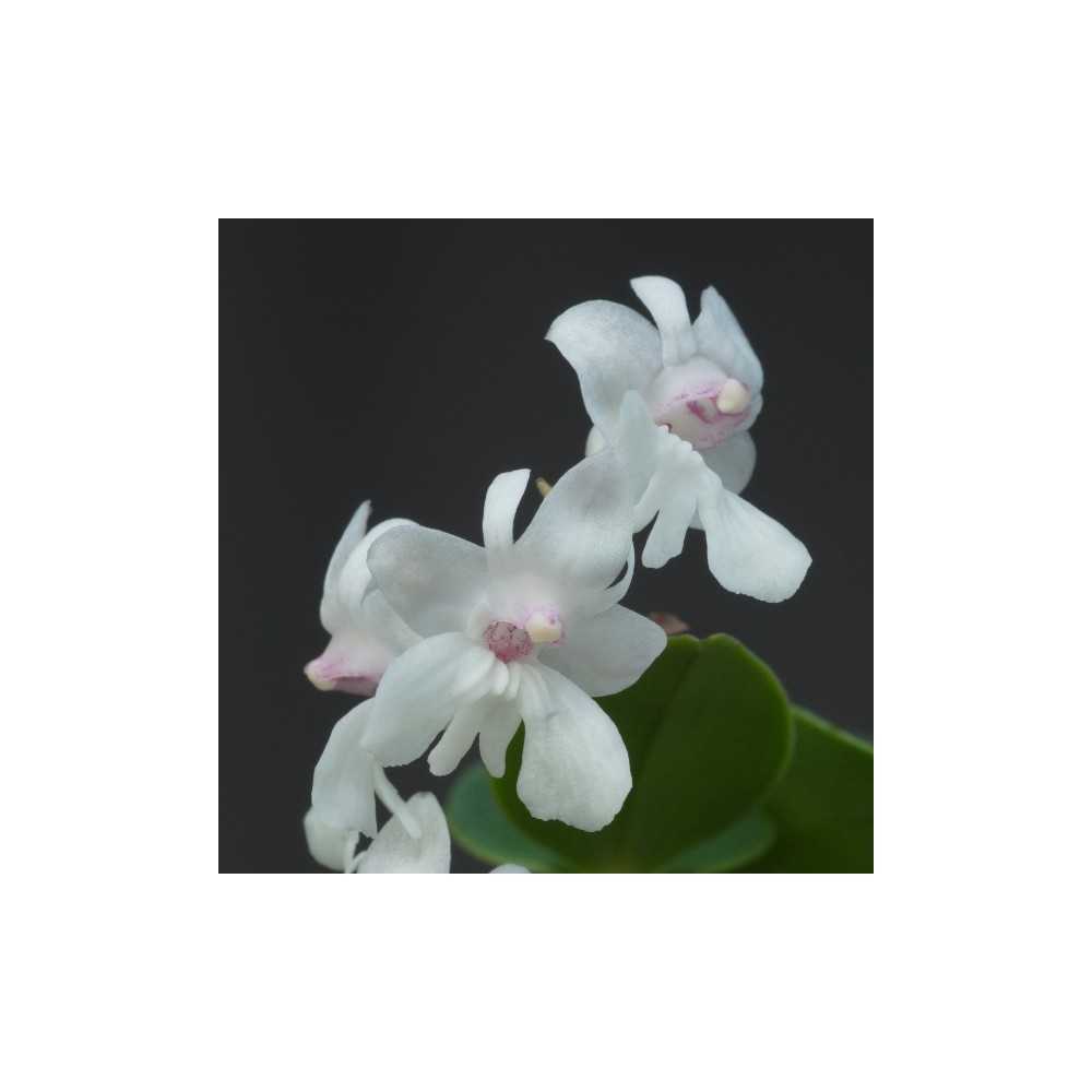 Dendrobium aberrans Dendrobium aberrans
