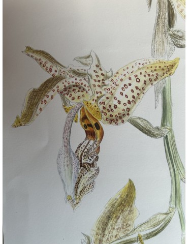 Stanhopea oculata orchidée parfumée, vente