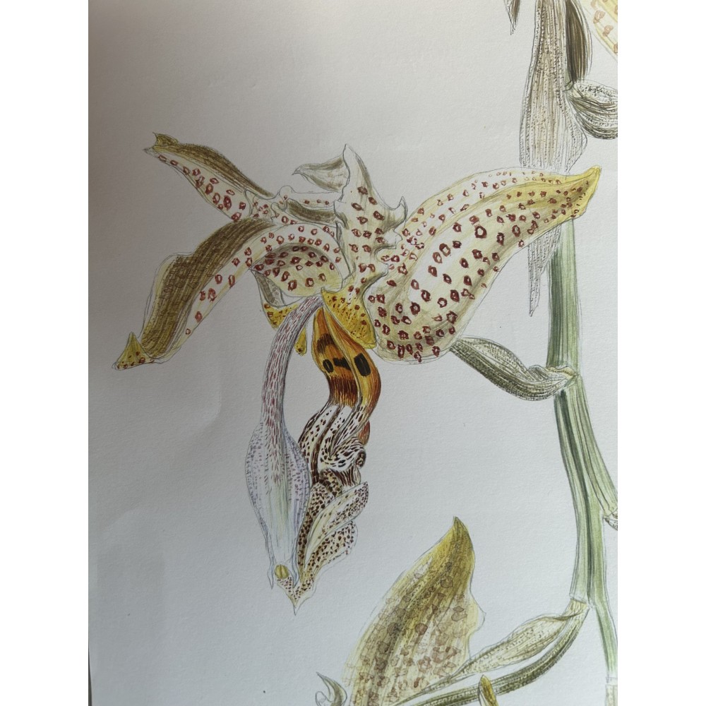 Stanhopea oculata orchidée parfumée, vente