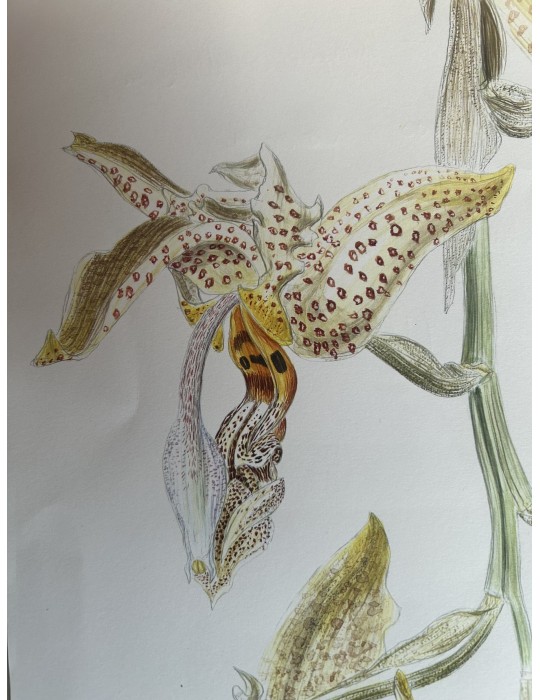Stanhopea oculata orchidée parfumée, vente