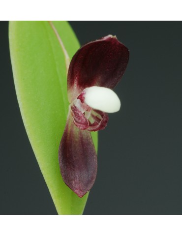 Pleurothallis carnosilabia en sphaigne