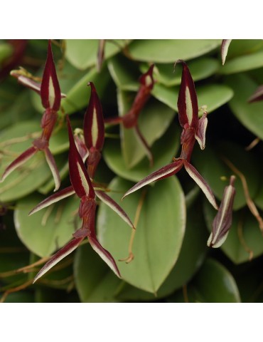 Pleurothallis mystax orchidée miniature, rare, vente