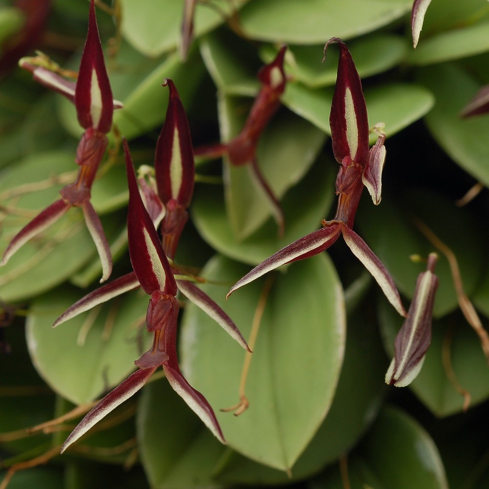 Pleurothallis mystax orchidée miniature, rare, vente