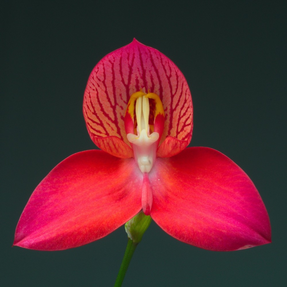Disa colette Barthelemy orchidée terrestre, vente