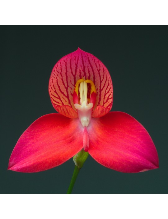 Disa colette Barthelemy orchidée terrestre, vente