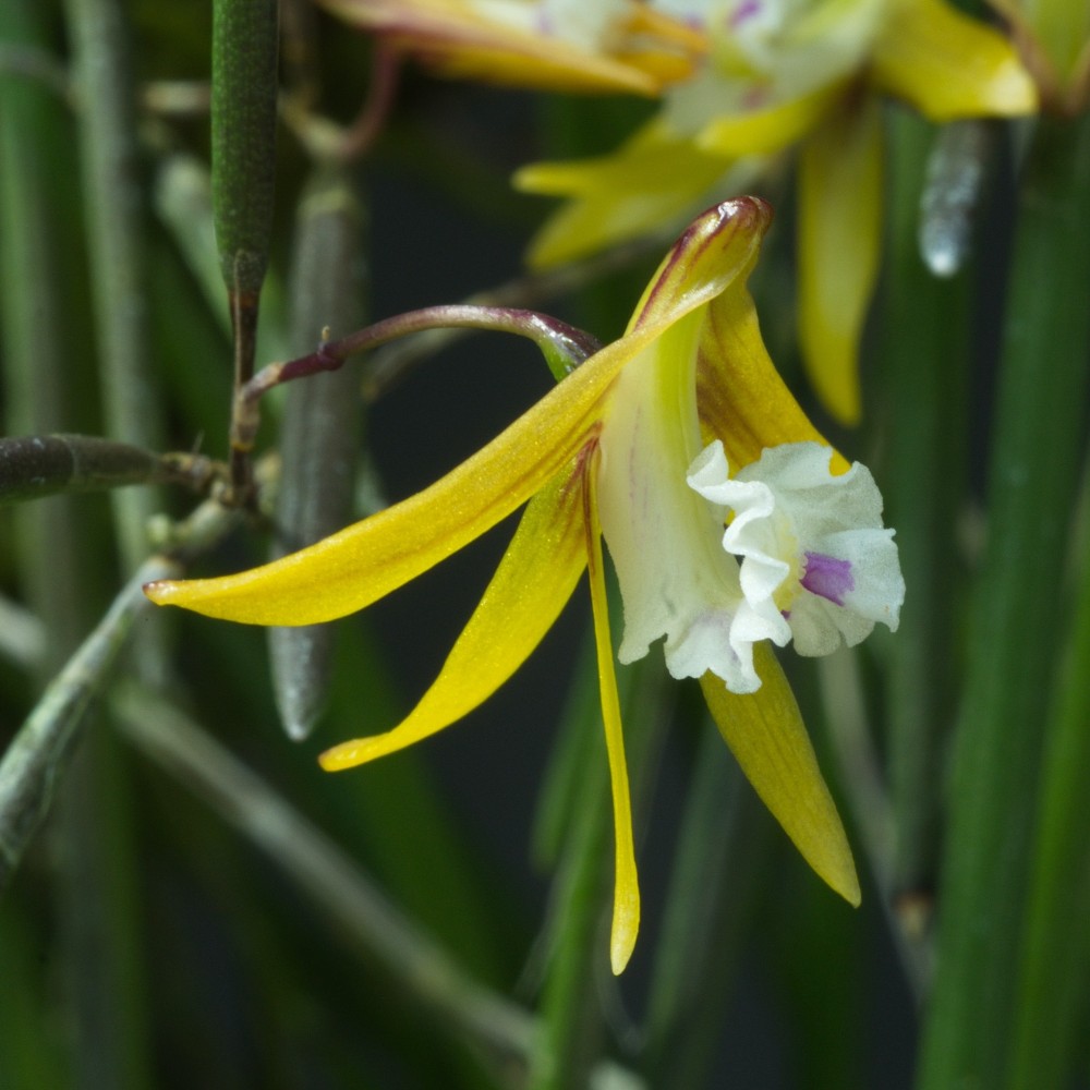 Dendrobium striolatum orchidée rare miniature, vente