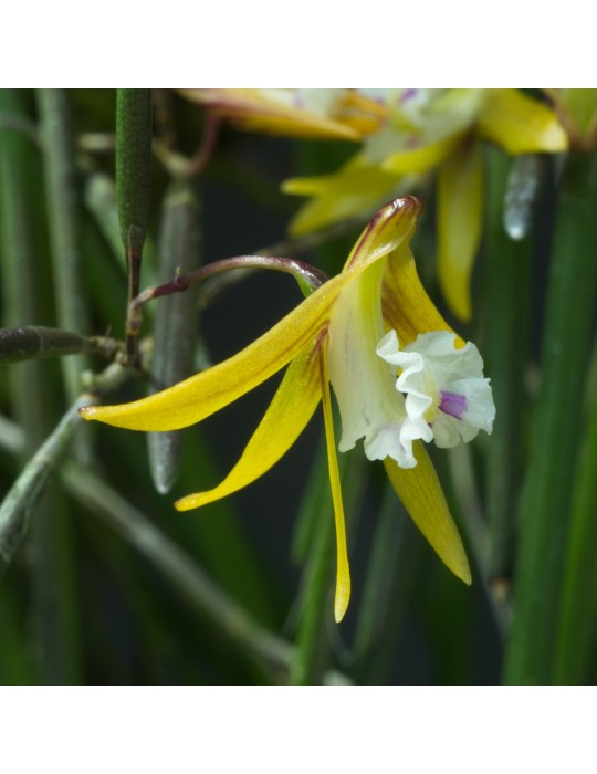 Dendrobium striolatum orchidée rare miniature, vente