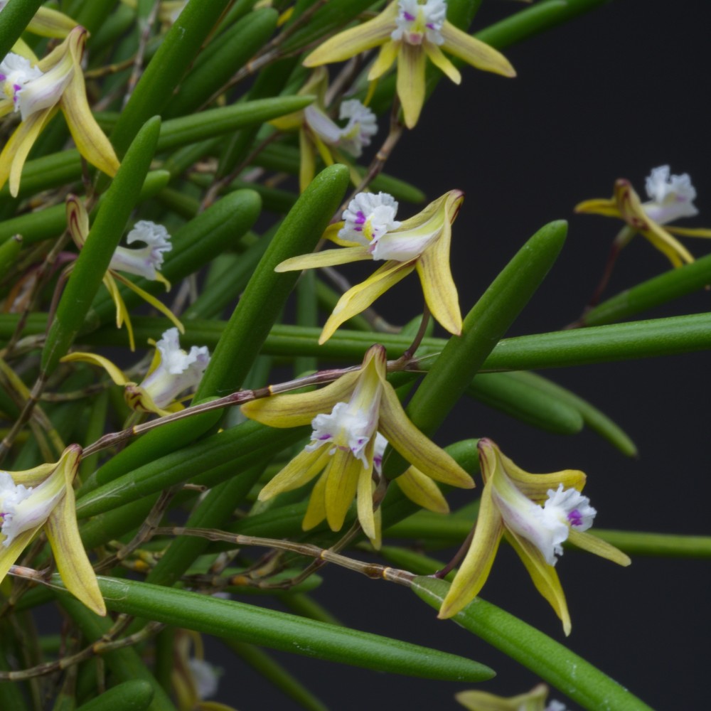 Dendrobium striolatum orchidée rare miniature, vente
