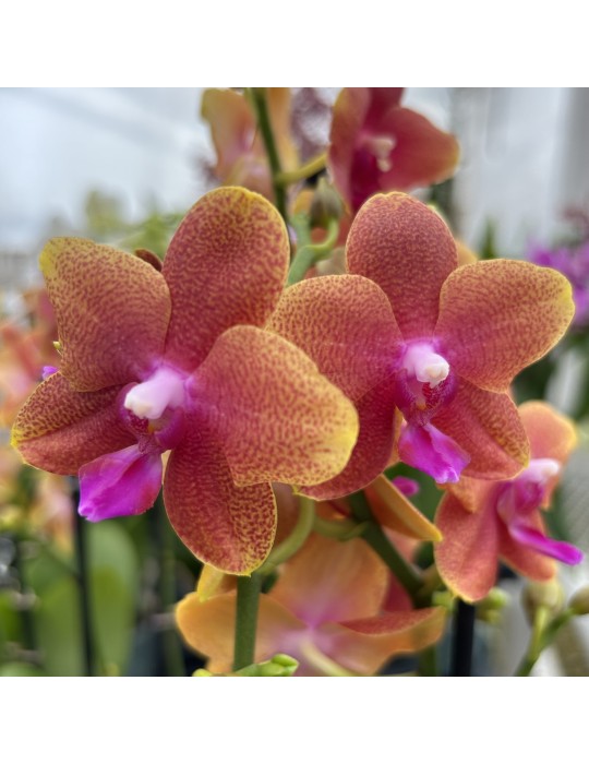 Orchidée Phalaenopsis Bolgheri, vente