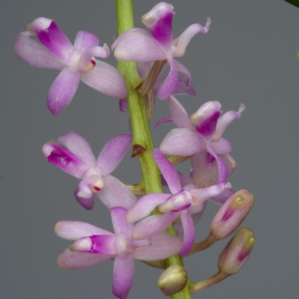 Micropera rostrata orchidée parfumée, vente
