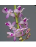 Micropera rostrata orchidée parfumée, vente